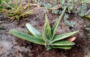 Gasteria ‘Little Warty’ #2