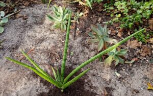 Dracaena canaliculata