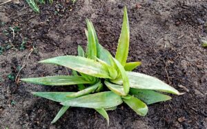 Aloe deltoideodonta var. candicans (Deltoid Aloe)