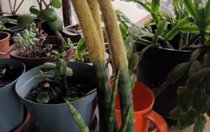 Dracaena angolensis